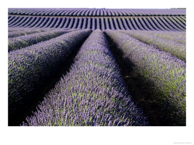 Field Of Lavender (Lavendula Sp), France by Alain Christof Pricing Limited Edition Print image