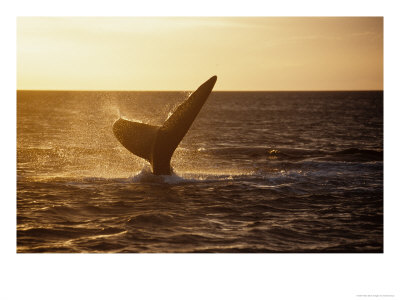 Southern Right Whale, Fluke At Sunset, Valdes Penin by Gerard Soury Pricing Limited Edition Print image