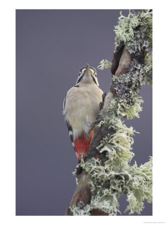 Great Spotted Woodpecker, Perching On Branch, Scotland by Mark Hamblin Pricing Limited Edition Print image