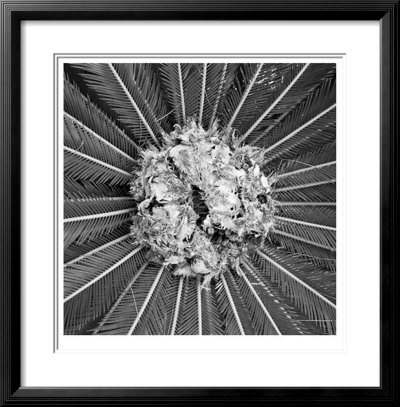 Palm Pom by Michael Joseph Pricing Limited Edition Print image