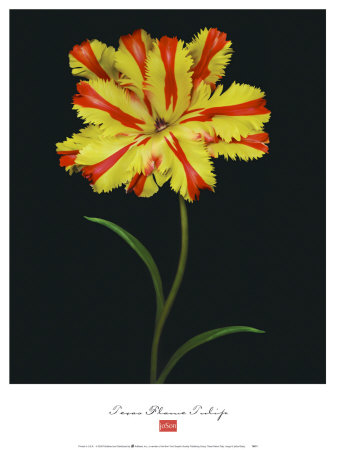Texas Flame Tulip by Joson Pricing Limited Edition Print image