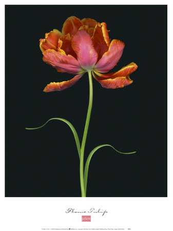 Flame Tulip by Joson Pricing Limited Edition Print image