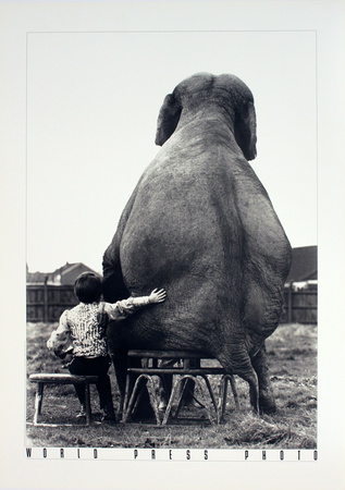 My Pal The Elephant by Mike Hollist Pricing Limited Edition Print image