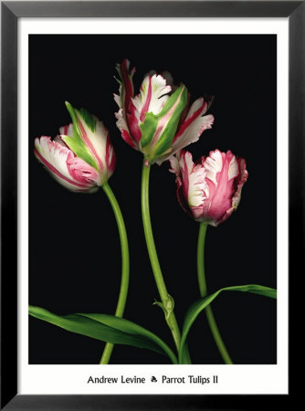 Parrot Tulips Ii by Andrew Levine Pricing Limited Edition Print image