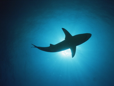 Blacktip Shark, Silhouetted, Bahamas by Doug Perrine Pricing Limited Edition Print image