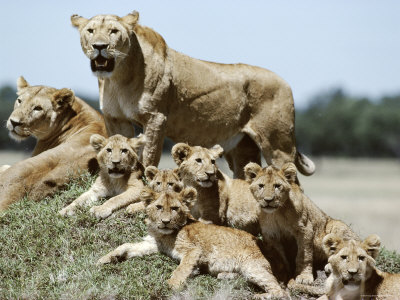 Lionesses And Cubs Resting, Masai Mara Kenya by Anup Shah Pricing Limited Edition Print image