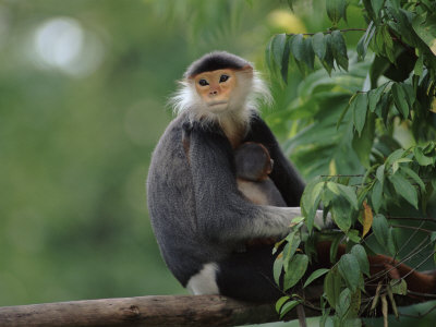 Douc Langur Monkey Holding Baby, Endangered Species Native To Vietnam by Anup Shah Pricing Limited Edition Print image