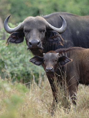 African Buffalo With Young, Masai Mara, Kenya by Anup Shah Pricing Limited Edition Print image