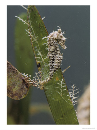 Dwarf Sea Horse On Turtle Grass, Miami, Florida by Robert Sisson Pricing Limited Edition Print image