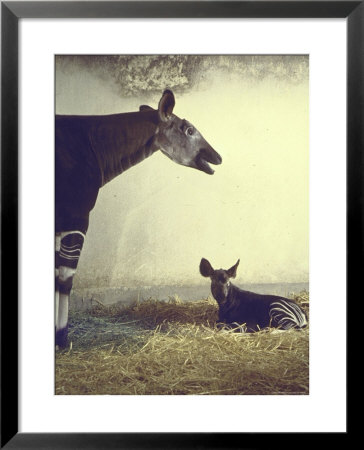 Baby Okapi Sitting On Mat Of Straw As Its Mother Looks On At Parc Zooligique Of Vincennes by Loomis Dean Pricing Limited Edition Print image