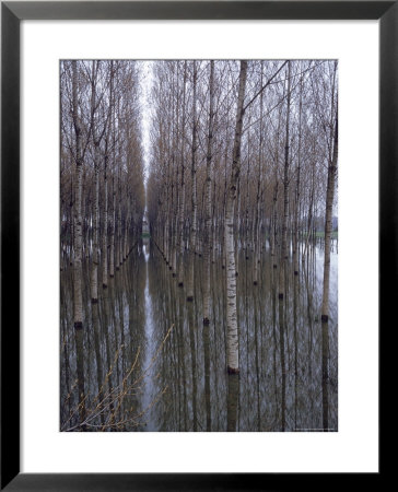 Flooded Forest Near Chalon Sur Saone, France by Walter Sanders Pricing Limited Edition Print image