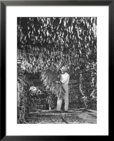 Harvesting Tobacco by Marie Hansen Pricing Limited Edition Print image