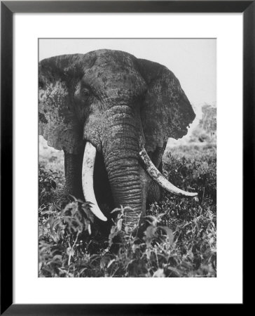Elephant After Dirt Bath On The Plains by Eliot Elisofon Pricing Limited Edition Print image