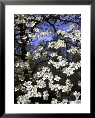 Dogwood Tree Covered In White Flowers In The Ozarks by Andreas Feininger Pricing Limited Edition Print image