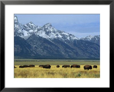 Bison And The Teton Range, Grand Teton National Park, Wyoming, Usa by Jean Brooks Pricing Limited Edition Print image