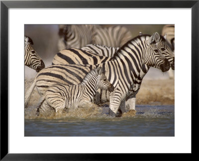 Common Zebra Wading At Waterhole Etosha Np, Namibia, 2006 by Tony Heald Pricing Limited Edition Print image