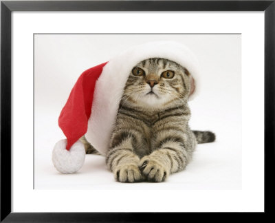 Tabby Cat Wearing A Father Christmas Hat by Jane Burton Pricing Limited Edition Print image
