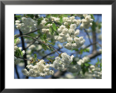 Close-Up Of White Spring Blossom On A Tree In London, England, United Kingdom, Europe by Mawson Mark Pricing Limited Edition Print image