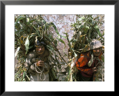 Men Carrying Corn, Cuzco, Peru, South America by Oliviero Olivieri Pricing Limited Edition Print image