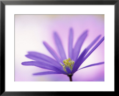 Anemone, Anemone Blanda, Bielefeld, Germany by Thorsten Milse Pricing Limited Edition Print image