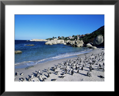 African Penguins At Boulder Beach In Simon's Town, Near Cape Town, South Africa, Africa by Yadid Levy Pricing Limited Edition Print image