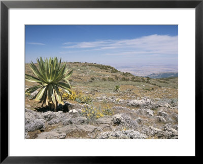 A Single Giant Lobelia, Bale Mountains, Southern Highlands, Ethiopia, Africa by Tony Waltham Pricing Limited Edition Print image