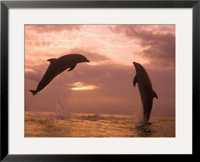 Bottlenose Dolphins, Caribbean Sea Near Roatan, Honduras by Stuart Westmoreland Pricing Limited Edition Print image