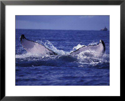 Whale Tail, Alaska, Usa by Amos Nachoum Pricing Limited Edition Print image