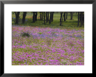 Phlox And Oak Trees In Springtime, Nixon, Texas, Usa by Darrell Gulin Pricing Limited Edition Print image