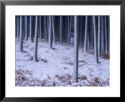 Tree Trunks Covered In Snow In Cumbria, England by Michael Busselle Pricing Limited Edition Print image