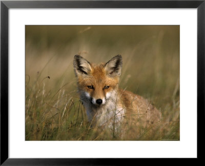 Redfox, (Vulpes Vulpes), Fischland, Mecklenburg-Vorpommern, Germany by Thorsten Milse Pricing Limited Edition Print image