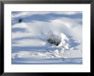Polar Bear Cubs Looking Out Of The Den, Wapusk National Park, Churchill, Manitoba, Canada by Thorsten Milse Pricing Limited Edition Print image