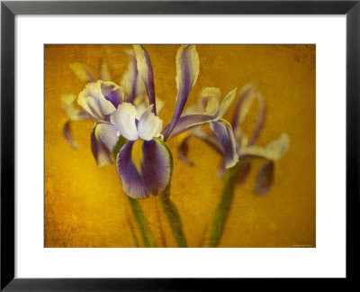 Iris by Irene Suchocki Pricing Limited Edition Print image