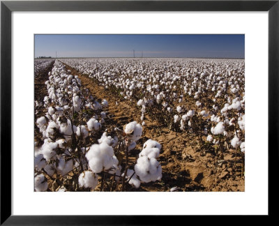 Cotton Plant, Lubbock, Panhandle, Texas by Rolf Nussbaumer Pricing Limited Edition Print image