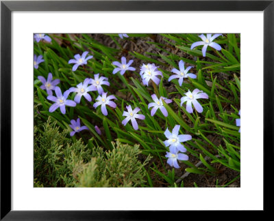 Blue Wildflower, Rochester, New York, Usa by Lisa S. Engelbrecht Pricing Limited Edition Print image