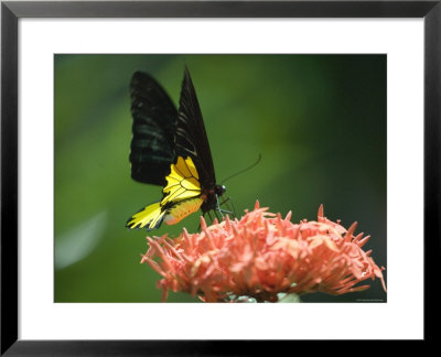 Black And Gold Birdwing At Kuala Lumpur Butterfly Park, Kuala Lumpur, Wilayah Persekutuan, Malaysia by Greg Elms Pricing Limited Edition Print image