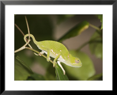 Flap-Necked Chameleon, Zanzibar Town, Zanzibar West, Tanzania by Ariadne Van Zandbergen Pricing Limited Edition Print image