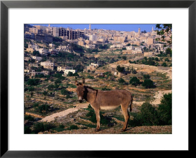 Donkey With The City Of Bethlehem In The Background, Israel by Michael Coyne Pricing Limited Edition Print image