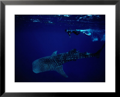 Whale Shark And Diver by Robert Halstead Pricing Limited Edition Print image