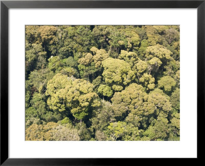 Beautiful Closed Canopy Forest In Udzungwa National Park, Tanzania by Michael Fay Pricing Limited Edition Print image