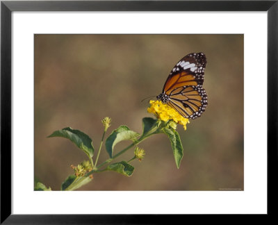 Butterfly Feeds On Bright Yellow Flowers In An Ornamental Garden by Jason Edwards Pricing Limited Edition Print image