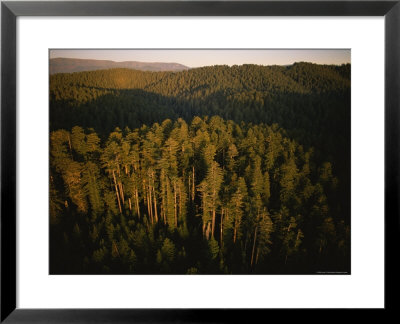 Afternoon Sunlight Bathes Redwood Trees, California by James P. Blair Pricing Limited Edition Print image