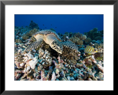 Green Sea Turtle With Coral, French Polynesia by Tim Laman Pricing Limited Edition Print image