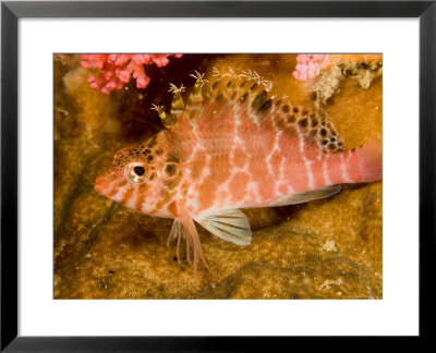 Hawkfish Resting On Coral, Malapascua Island, Philippines by Tim Laman Pricing Limited Edition Print image