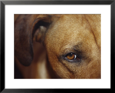 Floopy Ear And Watchful Stare Of A Rhodesian Ridgeback Dog, North Carlton, Australia by Jason Edwards Pricing Limited Edition Print image