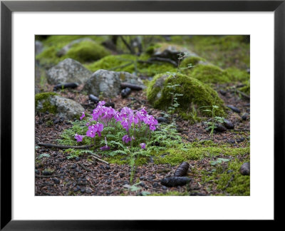 Purple Flowers, Pine Cones And Moss On Rocky Forest Floor In China by David Evans Pricing Limited Edition Print image
