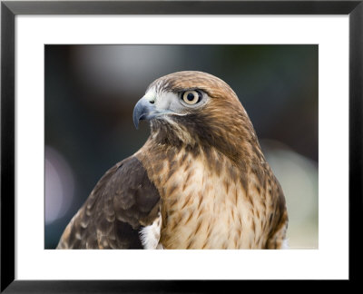 Recovering Captive Red-Tailed Hawk, California by Rich Reid Pricing Limited Edition Print image