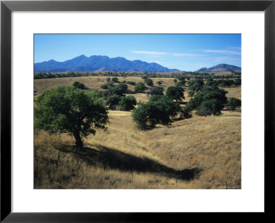 Trees Below The Santa Rita Mountains In Southern Arizona by Bill Hatcher Pricing Limited Edition Print image