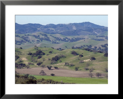 Scenic Landscape Of Oak Woodland Habitat, California by Rich Reid Pricing Limited Edition Print image