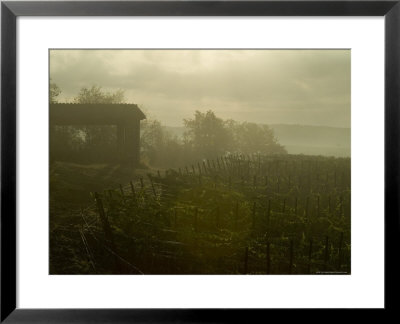 Vineyards Beside A Villa In The Fog Along The Chianti Countryside, Tuscany, Italy by Todd Gipstein Pricing Limited Edition Print image